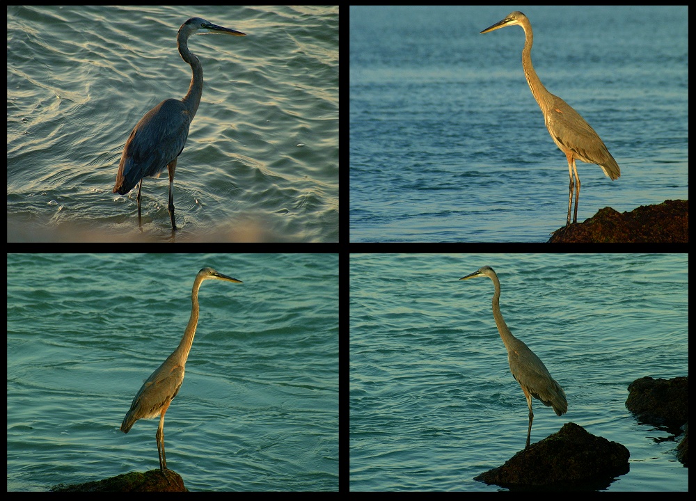 (13) blue heron montage (day 2).jpg   (1000x720)   323 Kb                                    Click to display next picture